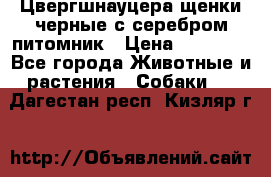 Цвергшнауцера щенки черные с серебром питомник › Цена ­ 30 000 - Все города Животные и растения » Собаки   . Дагестан респ.,Кизляр г.